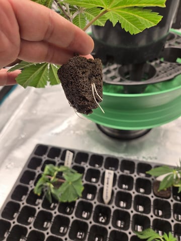  Insane OG — vegetative, day 36