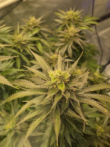 First Indoor Grow — flower, day 115