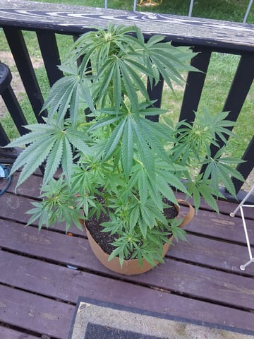 First Indoor Grow  — flower, day 69