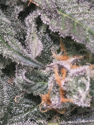 Special Kush#1 and Purple Queen Auto  — flower, day 83