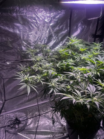 strawberry cough — flower, day 7