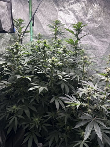 grow tent  — vegetative, day 46