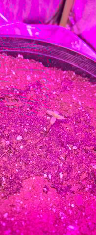 DeathStar, Grease Monkey, Goat Latto, Northern Lights — vegetative, day 7