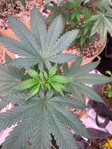 Papaya Frosting  — vegetative, day 44