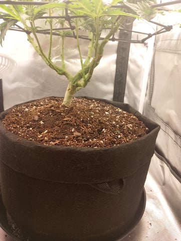 Wizard Punch first grow  — flower, day 66