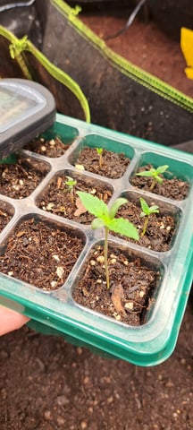 First Grow with the new setup  — seedling_rooting, day 4