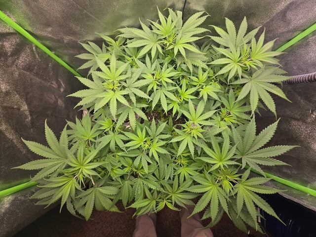 First grow — flower, day 54