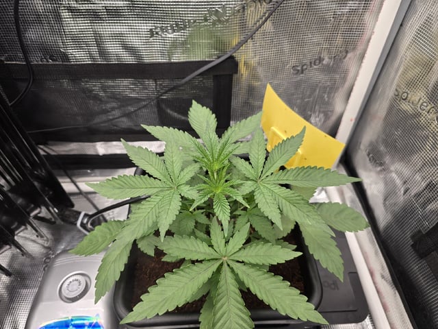 Grow 5.o — vegetative, day 19