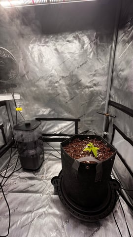 Autos: Banana Purple Punch (1)  & Guava Fig (2) — vegetative, day 13