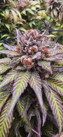 Attack Of The Clones — flower, day 94