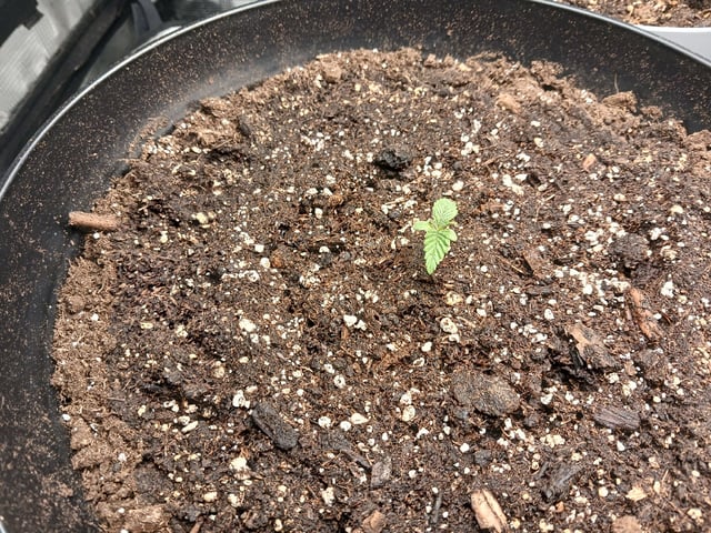 Gorilla Sherbert Feminized From Blimburn Seeds  — vegetative, day 17