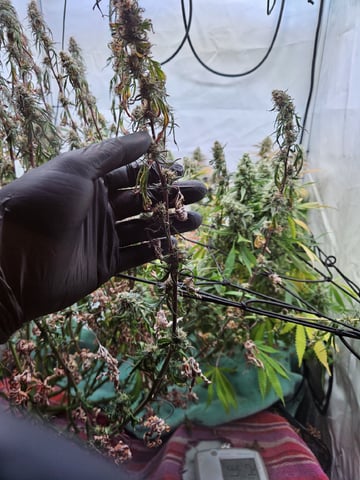 PITA — flower, day 102