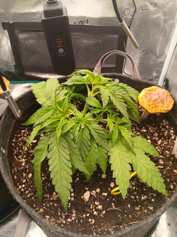 HP CC — vegetative, day 34