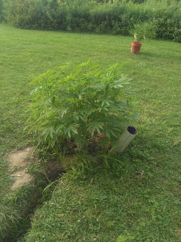 Motorbreath 15 — vegetative, day 79