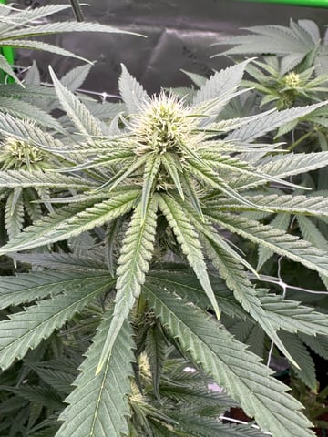 First grow — flower, day 62