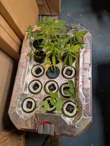 outdoor — vegetative, day 96