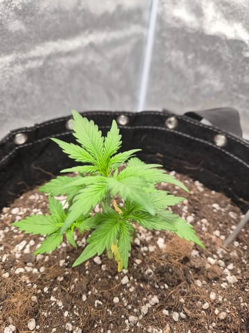 I'll get it right — vegetative, day 29