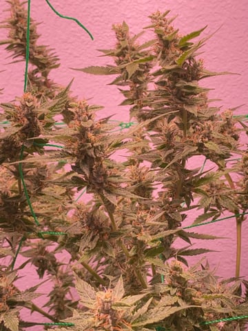 pineapple Express  — flower, day 29