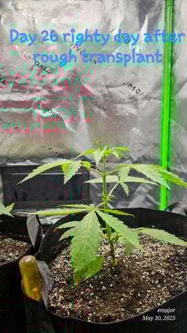 wedding — vegetative, day 10