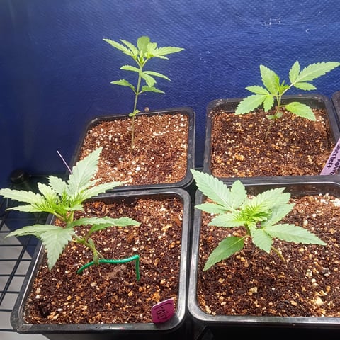 Third Grow