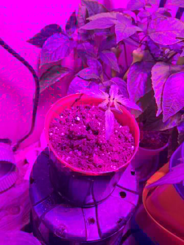 Banana  — vegetative, day 19