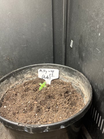 Milky Way F1 (2nd Try)  — seedling_rooting, day 1