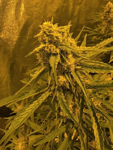 3rd Auto Grow — flower, day 81