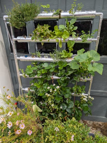 outdoor hydro ladder — vegetative, day 111