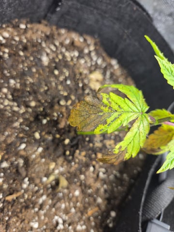 My first batch of medication — vegetative, day 36