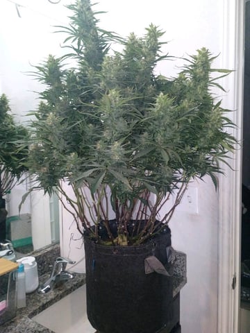 gorilla cookies  — flower, day 46