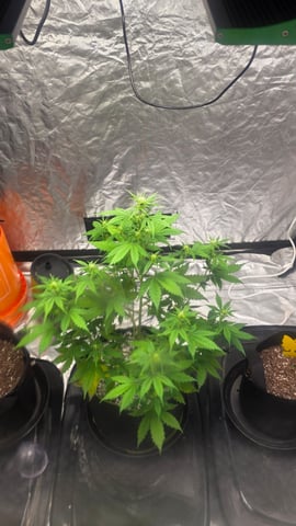 Beginner - My first grow has been an incredible experience so far! — flower, day 48