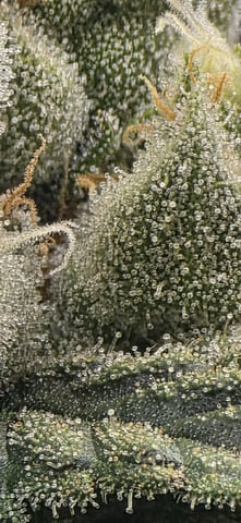 strawberry guava bx — flower, day 15