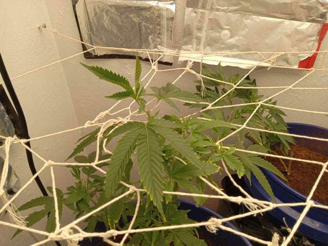 closet grow for veg with a.c infinity air intake fan .With no carbon filter just suction,and spider farmer sf 7000.Then a spider farmer sf tent 4×4×6.5with a G1500 l.e.d from spiderfarmer and spider farmer 6inch clip oscalating fan. — vegetative, day 19