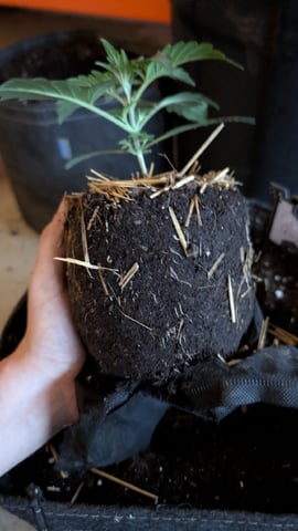 mephisto winter 2026 — vegetative, day 15