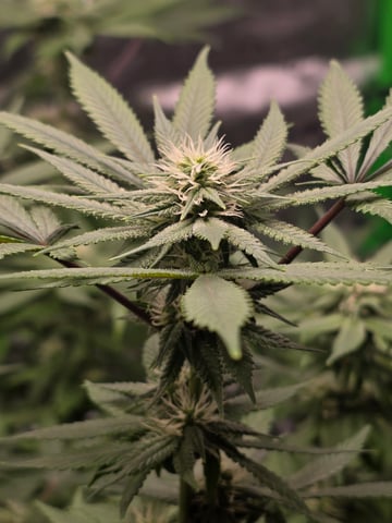 First grow — flower, day 78