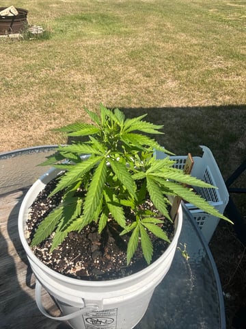 First ever grow — flower, day 47