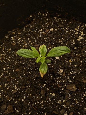 first grow — seedling_rooting, day 5