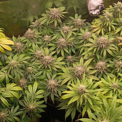 TentPlantLightFan — flower, day 112