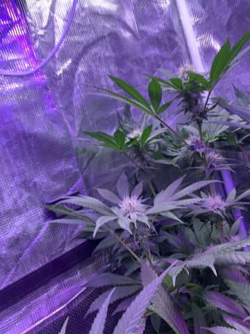 Cherry Pie  — flower, day 63