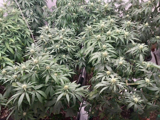 10x Critical Feminisiert from Ganjafarmerseeds  — flower, day 90