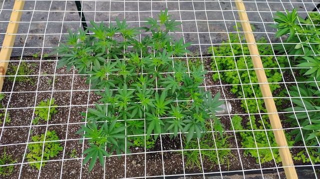 Outdoor 2026 — vegetative, day 16