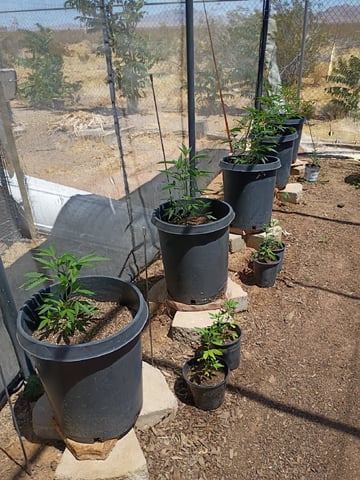 Platinum Og — vegetative, day 8