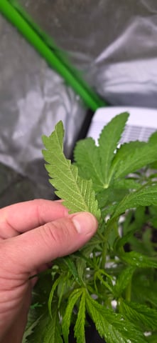 Let's just leave these right here! — vegetative, day 44