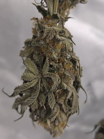 Bruce Banner #4  — harvest, day 129