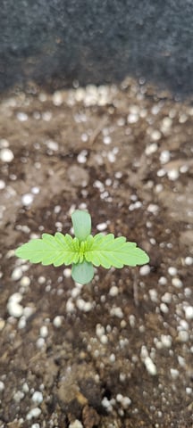 Auto OG Cush — seedling_rooting, day 3