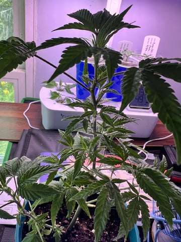 White Widow Auto — flower, day 68
