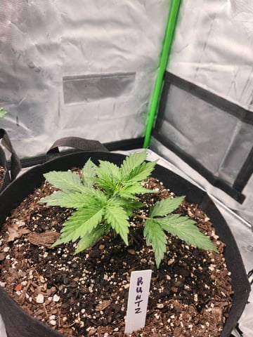Winter Garden — vegetative, day 20