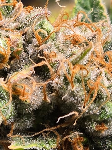 Durban Poison — harvest, day 100