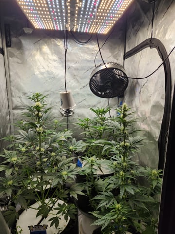 Rings of Saturn & Ghostboosters - Apollo Haze Artisanal Line — flower, day 44