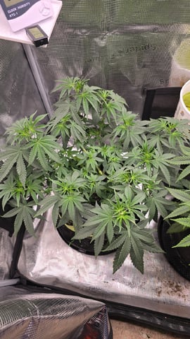 Blueberry Swirl — flower, day 42